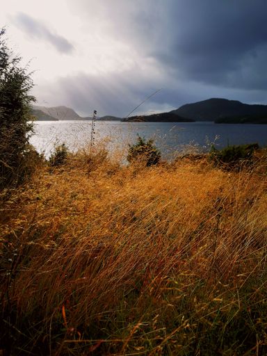 A vertical shot of long yellow grass with a lake and mountains in the background under cloudy sky