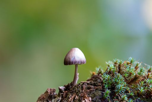 A closeup of a Psathyrella prona mushroom plant