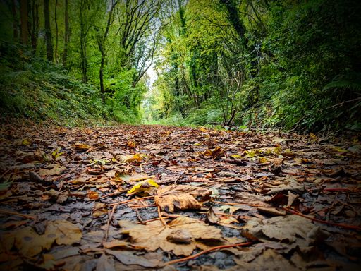 A closeup view of dried yellow leaves fallen on the ground in a forest after foliage in autumn