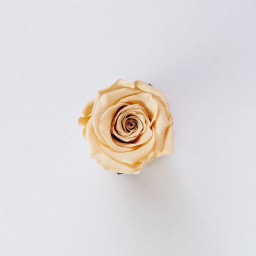 A beautiful single isolated cream color rose on a pure white background - perfect wallpaper