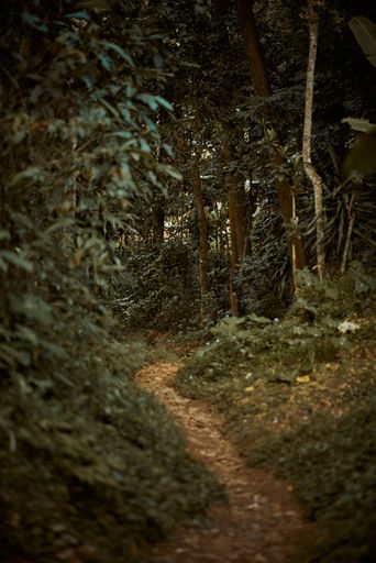 A vertical shot of a road in a forest surrounded by wild green nature in daylight