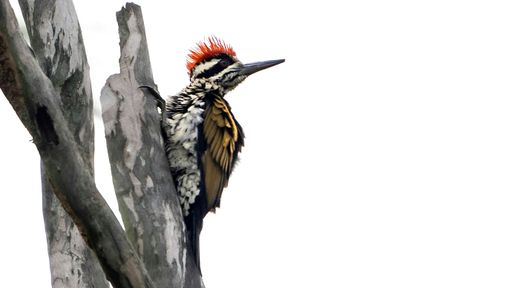A closeup shot of a black-rumped flameback (Dinopium benghalense) perched on a branch