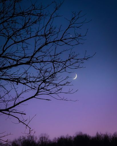 A beautiful scenery of a night sky with the shining moon and a silhouette of a tree