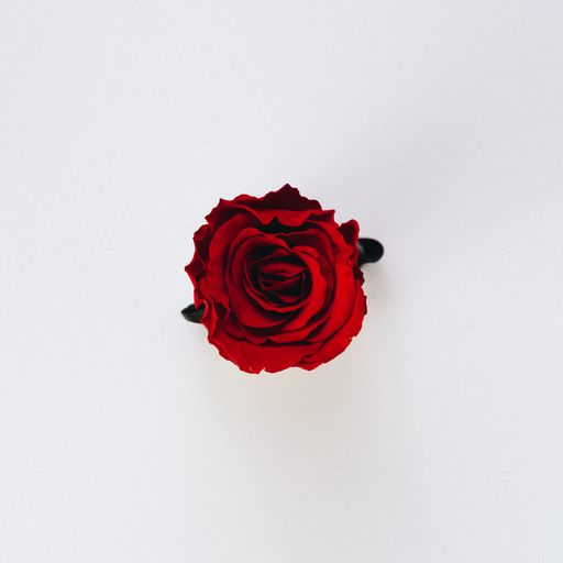 A beautiful single isolated red rose on a pure white background - perfect wallpaper
