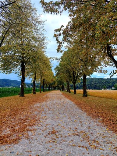 A vertical shot of a path covered with fallen leaves and surrounded by trees in the fall