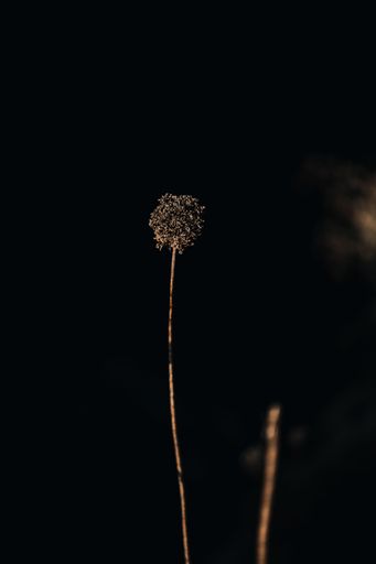 A vertical shot of a dry plant on a dark background
