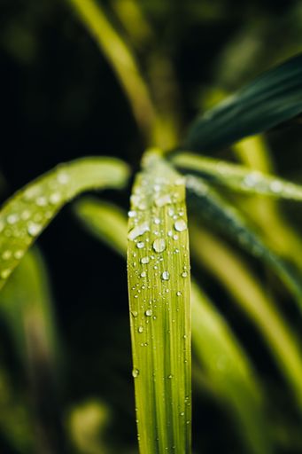 A vertical shot of dewdrops on the grass