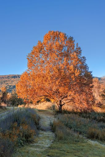 A vertical shot of a fall color tree by an unpaved road at the park against blue sky on a sunny day