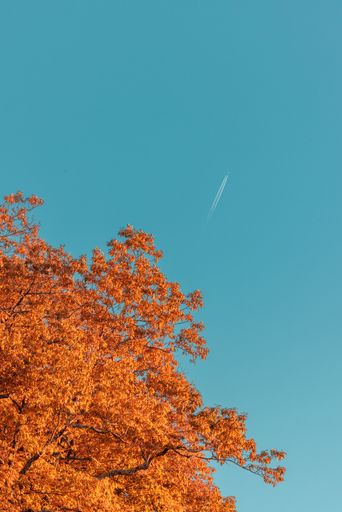 A vertical shot of an autumn tree top under blue sky with an airplane flying high on a sunny day