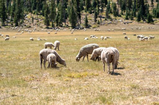 A herd of grazing sheep in a field covered in greenery under the sunlight with a blurry background