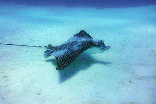 A Spotted Stingray cruising over a sandy bottom in Bonaire Dutch,  Caribbean