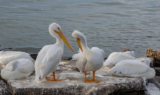 A closeup shot of white pelicans sitting on a stone surface inside the ocean