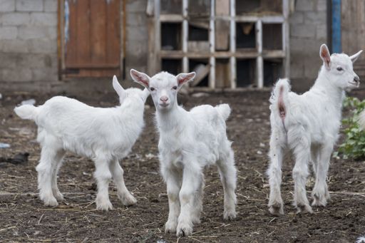 Three white kid goats in a farm