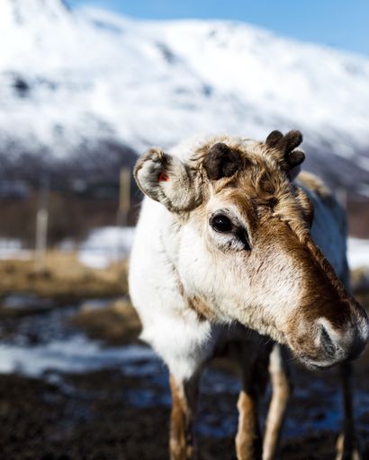 A closeup vertical shot of the deer on a sunny day with snow-covered mountains in the background