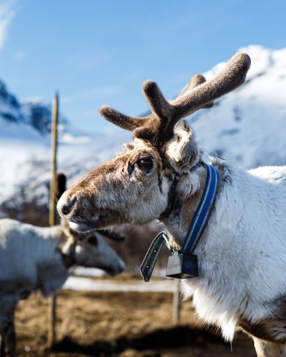 A majestic reindeer standing in a meadow.