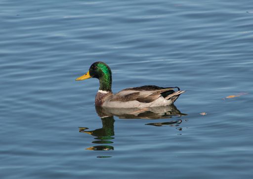 A side view of adorable male mallard duck swimming in the lake