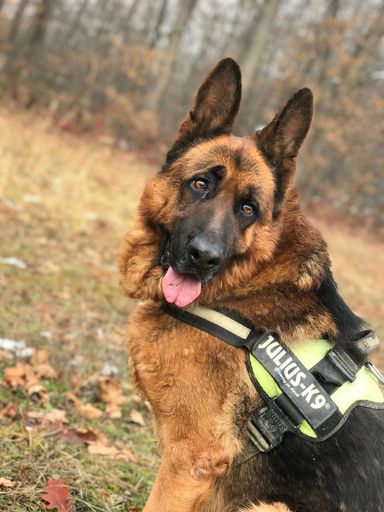A vertical shot of an adorable K9 police German Shepherd dog