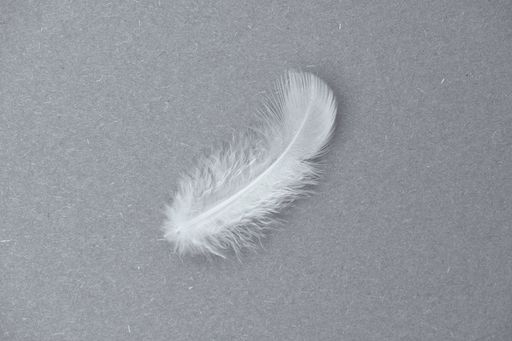 A small white feather on gray background