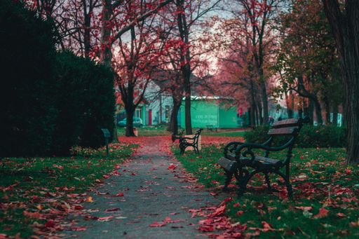 The park bench in the park with autumnal leaves on the ground