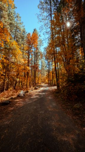 A vertical shot of the country road through the autumn trees in a forest