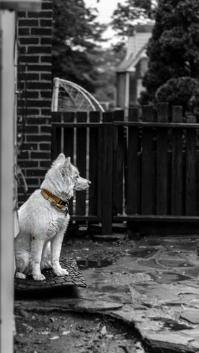 A vertical grayscale shot of a white Swiss Shepherd dog in the yard of house in rainy weather