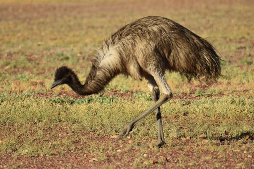 A closeup shot of an Emu walking on the grass field in park in Outback Australia during daylight