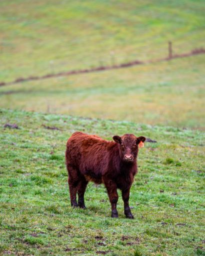 A vertical shot of a brown domestic cow on a rural field