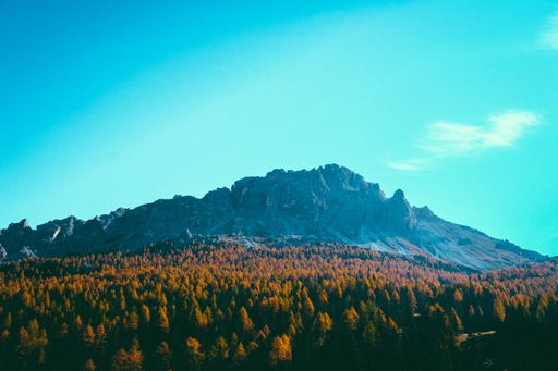 A beautiful shot of a field of yellow flowers with mountains on the background