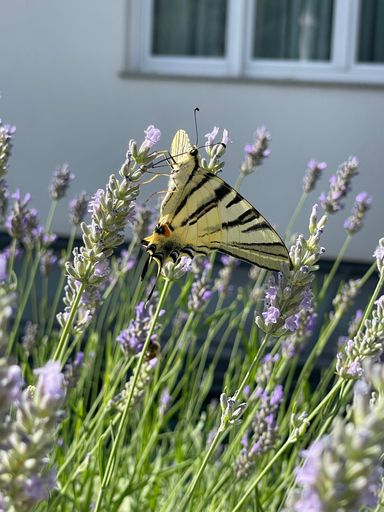 A vertical shot of a swallowtail butterfly on a lavender field
