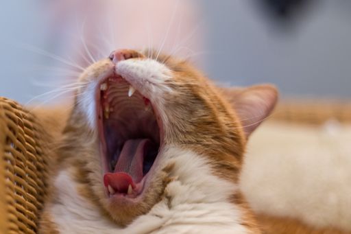 A closeup of a yawning cat.