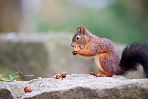 A closeup shot of a Red squirrel eating on a rock in a forest on a sunny day