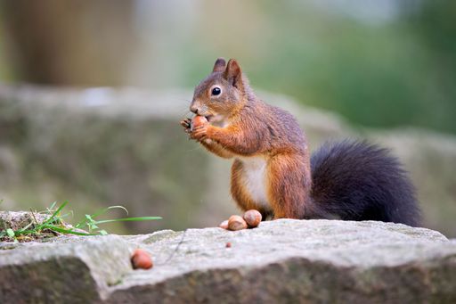 A closeup shot of a Red squirrel on a stone in the park, holding and eating a hazelnut