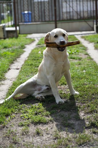 A vertical shot of an adorable Labrador retriever puppy playing in a sunny park with a stick in his mouth