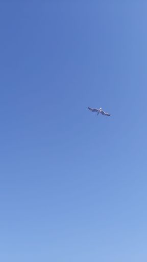 A vertical shot of a beautiful white seagull soaring high up in a clear blue sky on a sunny day