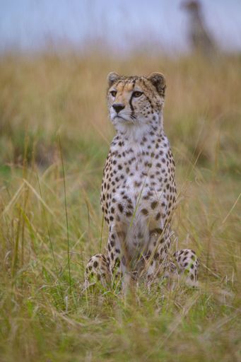 A vertical shot of a cheetah standing in the meadow on a cloudy day