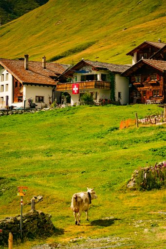Rural houses and a cow on Alpes in Switzerland