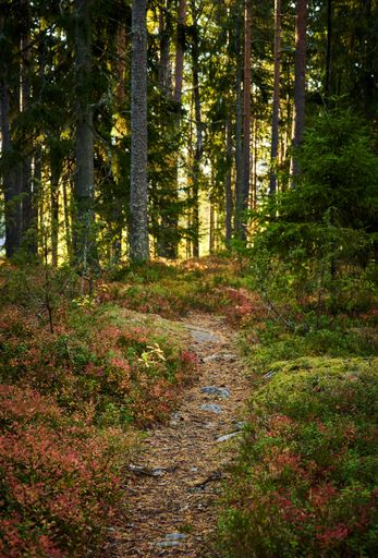 A vertical shot of a forest full of tall trees during the day