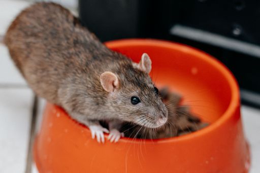 A closeup shot of a gray-brownish rat eating dry food from an orange bowl