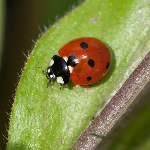 A closeup shot of a seven spot ladybird beetle resting on a green leaf.