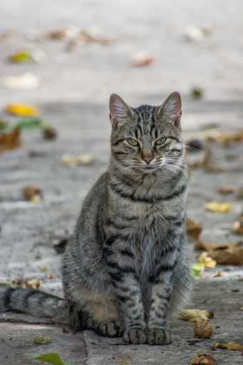 A vertical shot of a striped Cat sitting on the ground