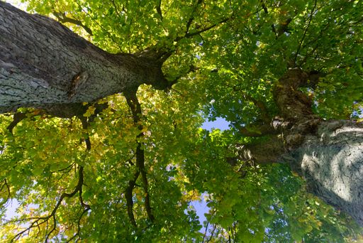An undershot of tree tops with green leaves of chestnut trees in summer with blue sky