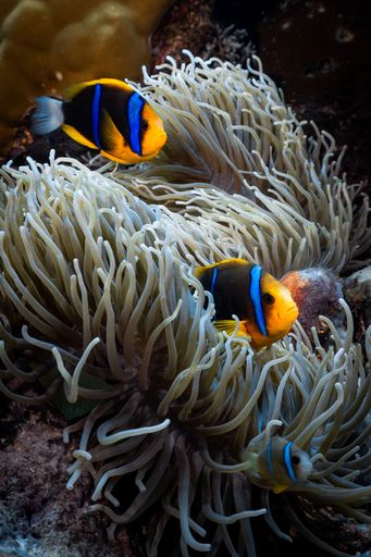 A vertical shot of a couple orange-fin anemonefish swimming around white anemones in the sea