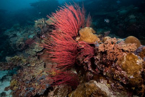 A closeup shot of the red sea whips (ellisela ceratophyta) and corals in the clear sea water