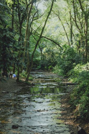 A vertical shot of muddy and water path between greenery in forest