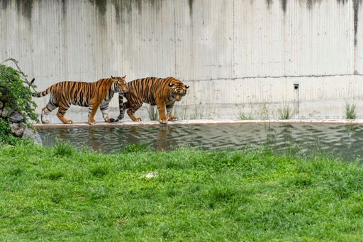 A view of beautiful two Bengal tigers walking next to river in a zoo