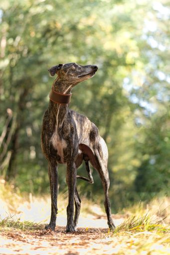 Galgo Espanol standing in a forest on a sunny day
