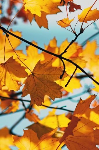 A vertical shot of yellow maple leaves on branches under the sunlight with a blurry background