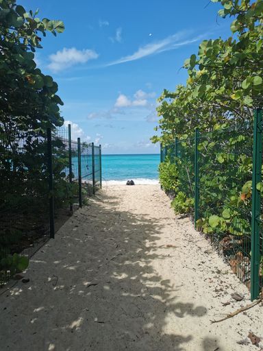 A natural view of a walkway leading to the beach during summer