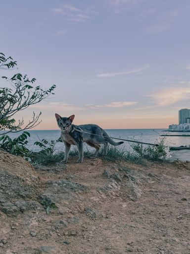 A vertical shot of a cat on a leash with a seascape in the background