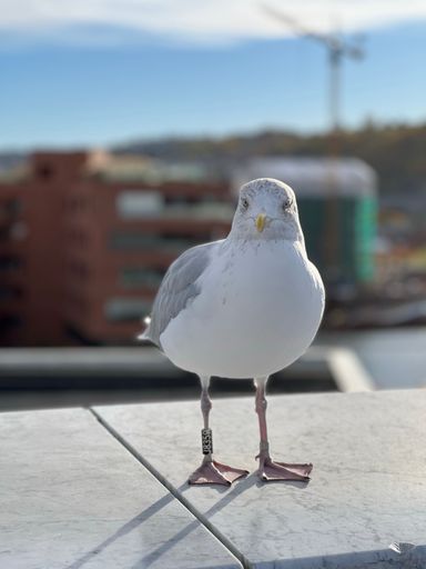 A vertical shot of a seagull in Oslo, Norway during the day